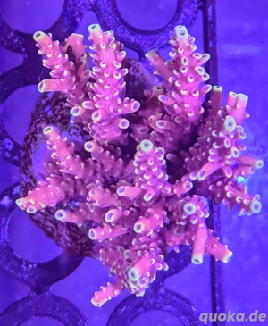 Korallen Ableger SPS LPS Zoanthus  Bild 4