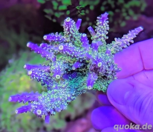 Korallen Ableger SPS LPS Zoanthus  Bild 3