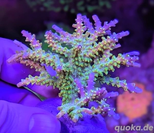 Korallen Ableger SPS LPS Zoanthus  Bild 6