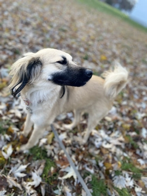 Prinzessin Susi sucht Traumschloss 