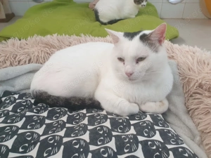 Haddock sucht sein Zuhause - Einzelkatze