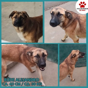 Alejandro Schäferhund Mischling Rüde sucht Zuhause oder Pflegestelle