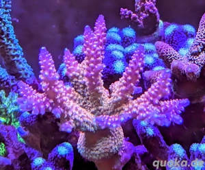 Korallen Ableger SPS LPS Zoanthus  Bild 8