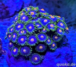 Korallen Ableger SPS LPS Zoanthus  Bild 10