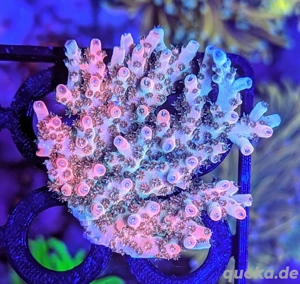 Korallen Ableger SPS LPS Zoanthus  Bild 9