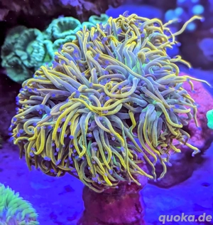 Korallen Ableger SPS LPS Zoanthus  Bild 2