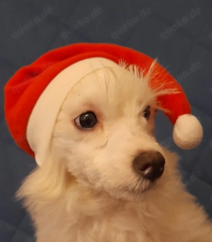 Chinese Crested Powder Puff