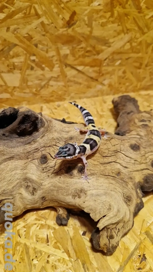 0.1 Leopardgecko Black Night 2025