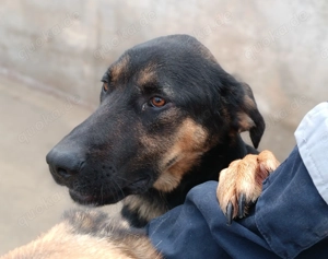 Aleksei Schäferhund Mischling Rüde sucht Zuhause oder Pflegestelle Bild 3