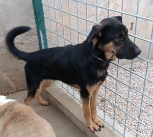 Aleksei Schäferhund Mischling Rüde sucht Zuhause oder Pflegestelle Bild 2