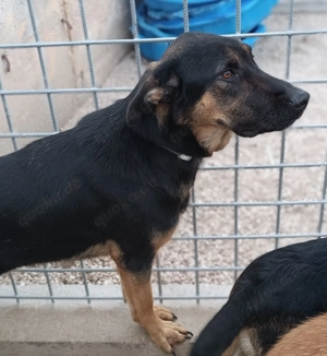 Aleksei Schäferhund Mischling Rüde sucht Zuhause oder Pflegestelle Bild 5