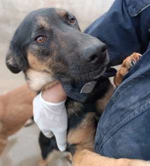 Aleksei Schäferhund Mischling Rüde sucht Zuhause oder Pflegestelle Bild 4