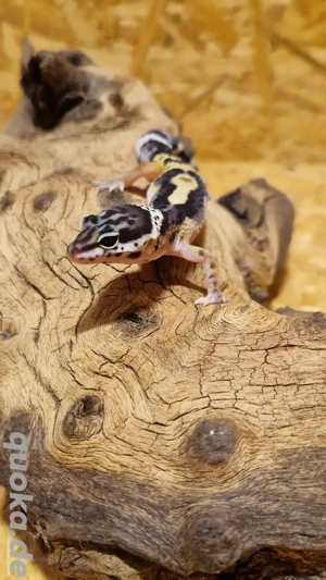 0.0.1 Leopardgecko Firebold Black Night 2025