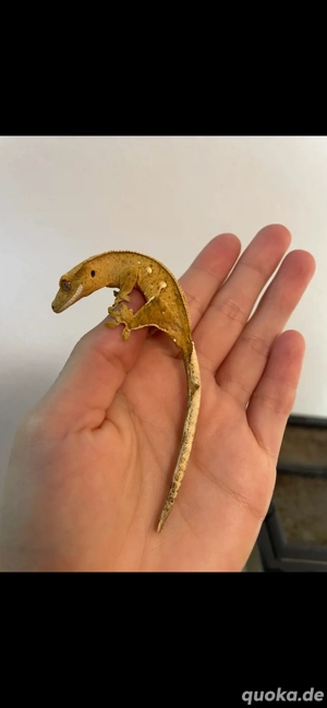 Kronengecko - Correlophus ciliatus