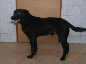 Smoky größerer Mischlingsrüde Mischling Rüde sucht Zuhause oder Pflegestelle