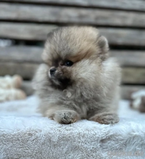 Zwergspitz   Pomeranian Welpen   mit EU-Pass, gechippt & geimpft 