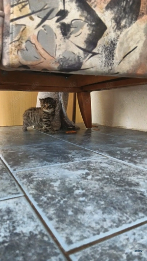 Maine Coon mischlings babys 