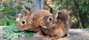 Liebe soziale Kaninchen Weibchen jung-alt suchen Zuhause-geimpft 