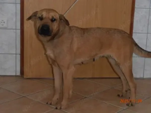 Tina Mischlingshündin Mischling Hündin sucht Zuhause oder Pflegestelle