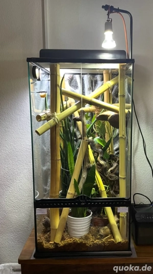 Goldstaub taggeckos - Phelsuma laticauda