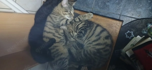 Maine Coon mischlings babys 