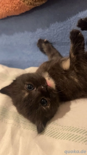 3 Kätzchen in liebevolle Hände abzugeben