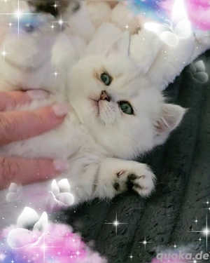noch 2 zuckersüße BKH Kitten 