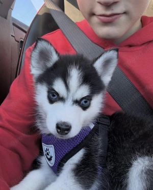 Got Niedliche Pomsky-Welpen abzugeben.