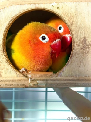 Pfirsichköpfchen Paar Zutraulich