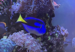 Paracanthurus hepatus   Paletten-Doktor