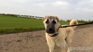 6 Monate reinrassiger Kangal Welpe