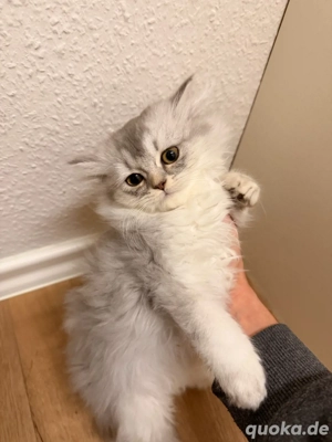 Katzen schöne Hauskatzen