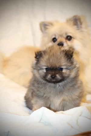Zwergspitz pomeranian Welpen  m w suchen dich!