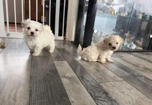 Malteserwelpen (Rüde und Hündin)