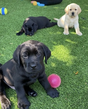 Super Niedliche Labrador-Welpen zu verkaufen.