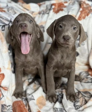 Verspielte Labradorwelpen zu verkaufen