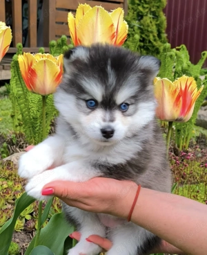 Verspielte Mini-Pomsky-Welpen abzugeben!!!