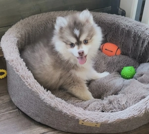 Anja Niedliche F1 Pomsky-Welpen abzugeben!!