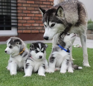 Reinrassige Siberian Husky Welpen  mit Blaue Augen