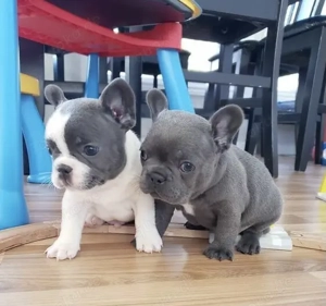 Französische Bulldoggen Welpen suchen ein schönes Zuhause