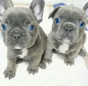 Französische Bulldoggen Welpen 