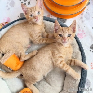 Orangefarbene Devon Rex-Kätzchen (getigert) suchen ein neues Zuhause.