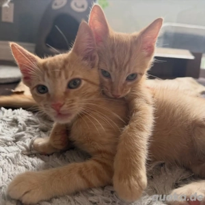 Orangefarbene Devon Rex-Kätzchen (getigert) suchen ein neues Zuhause.
