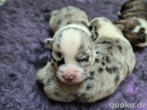 5 Alternativ Bulldogg Welpen   