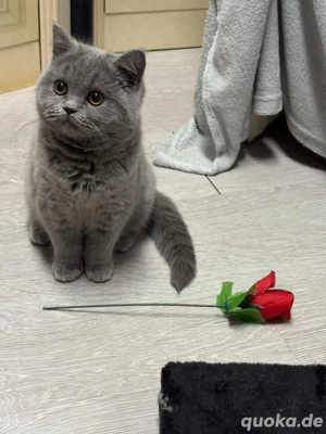 Britisch Kurzhaar Katzen