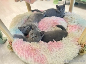 Britisch Kurzhaar Katzen