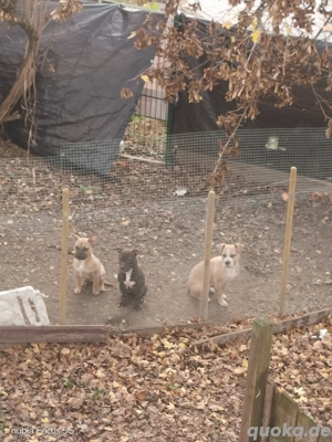 Amerikan Bully Pocket ABKC  Bild 5