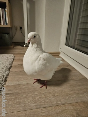 Kingtaube sucht Zuhause