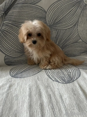 Maltipoo junge 