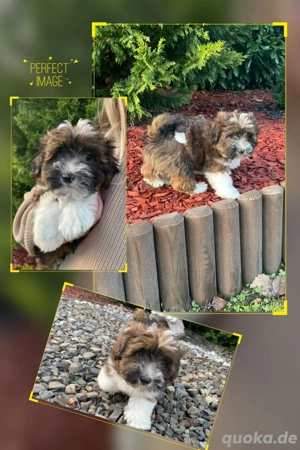 Havaneser Welpe direkt zur Abgabe